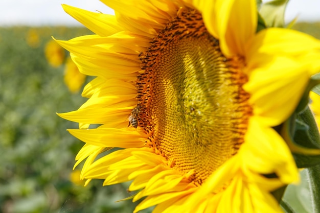 Bloeiende zonnebloemen en honingbijen die ze bestuiven