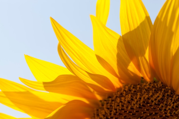 Bloeiende zonnebloemen in de zomer