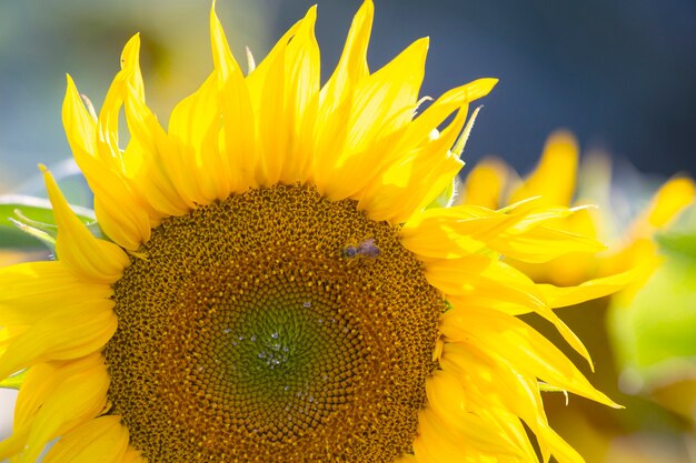 Foto bloeiende zonnebloemen in zonlicht. agronomie, landbouw en plantkunde.