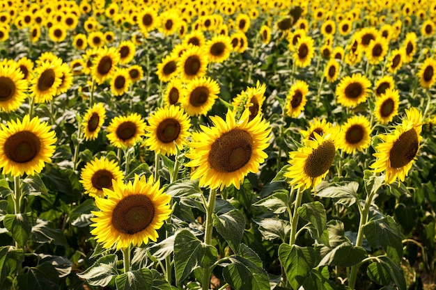 Bloeiende zonnebloemen in zonnig veld