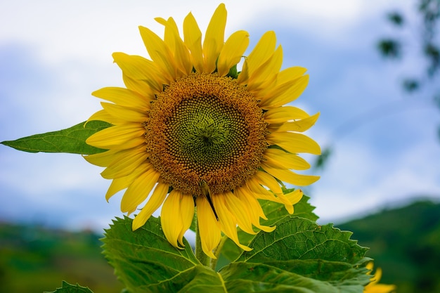 Foto bloeiende zonnebloemen ontvangen zonlicht.