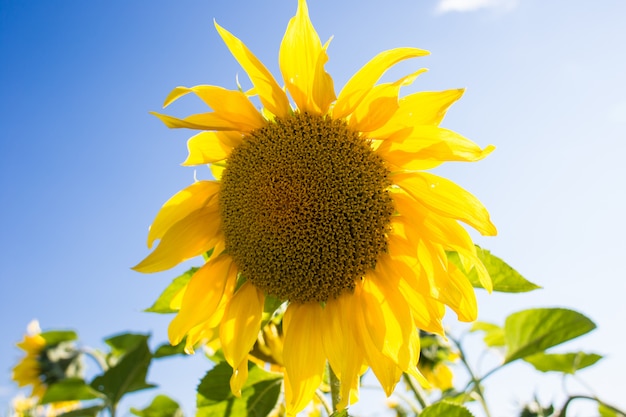 Foto bloeiende zonnebloemen op de zomergebied