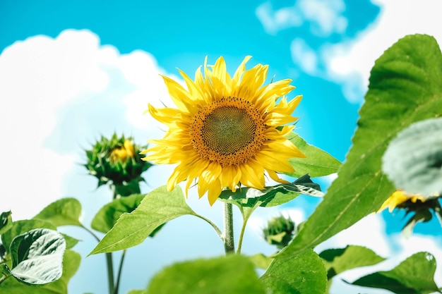 Bloeiende zonnebloemen op een achtergrond blauwe lucht met wolken Kopieer lege ruimte voor tekst