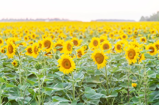 Bloeiende zonnebloemen op het veld. Selectieve aandacht. ruimte kopiëren.