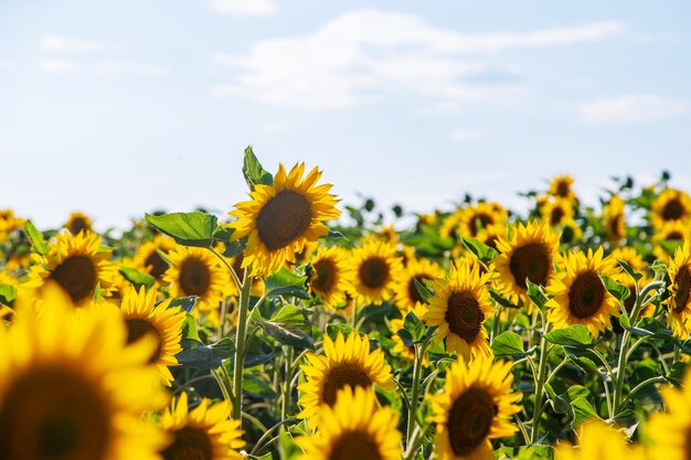 Bloeiende zonnebloemen op het veld. Selectieve aandacht. ruimte kopiëren.