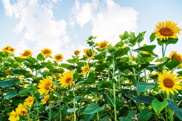 Bloeiende zonnebloemen op het veld. Selectieve aandacht. ruimte kopiëren.