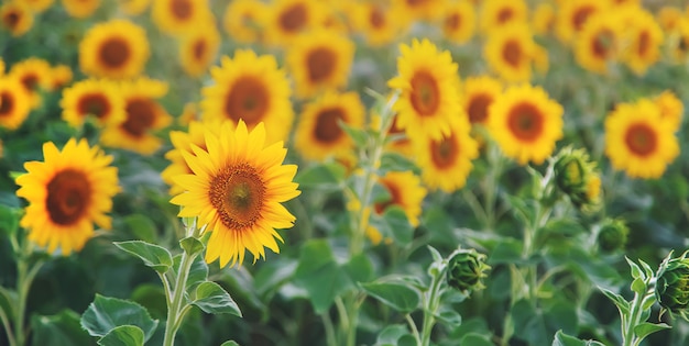 Bloeiende zonnebloemen op het veld