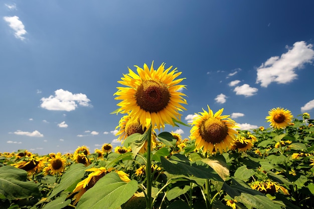 Bloeiende zonnebloemen tegen de achtergrond van een veld en een blauwe lucht met wolken