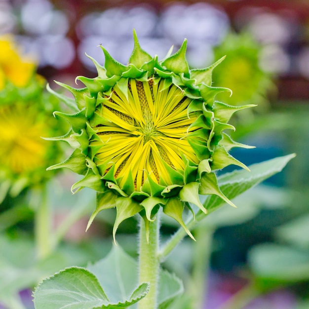 Bloeiende zonnebloemen