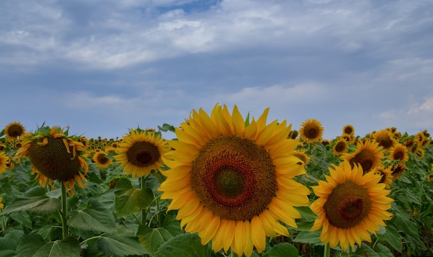 Bloeiseizoen van zonnebloemen veld met zonnebloemen veel bloeiende zonnebloemen close-up zonnebloemen