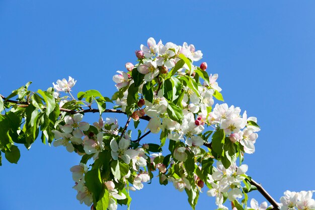 Bloeit in april en mei met prachtige kersenboombloemen. Boomgaard, close-upfoto