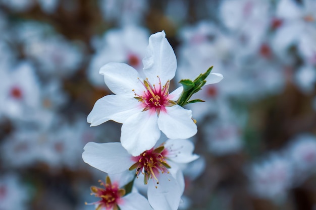 bloeit in de lente witte bloemen op de lente boom
