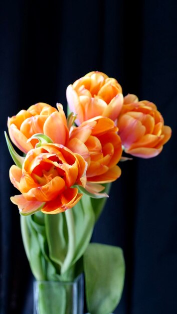 Bloeit oranje tulpen op een donkere zwarte achtergrond op een zonnige internationale vrouwendag of moederdag 39