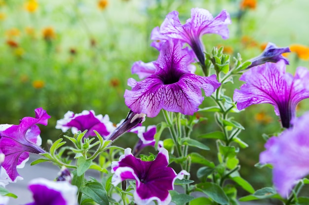 Bloeit petunia in een bloembed op een achtergrond van groen grasclose-up met exemplaarruimte