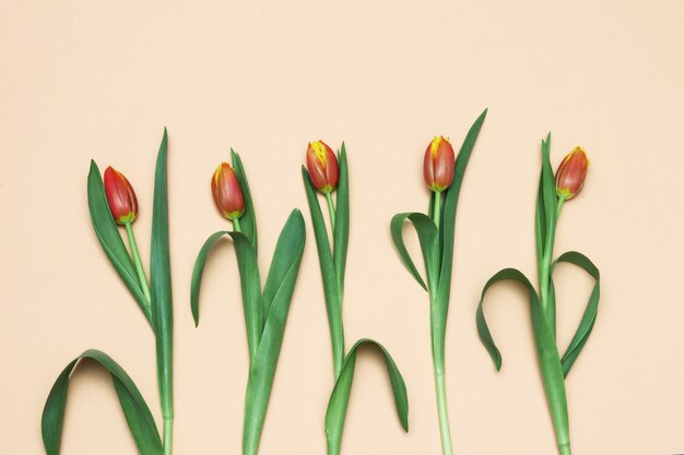 Bloeit tulpen op oranje achtergrond