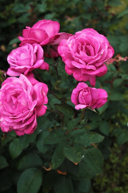 Bloeiwijze van delicate verse roze rozen in een gezellig park computerbehang