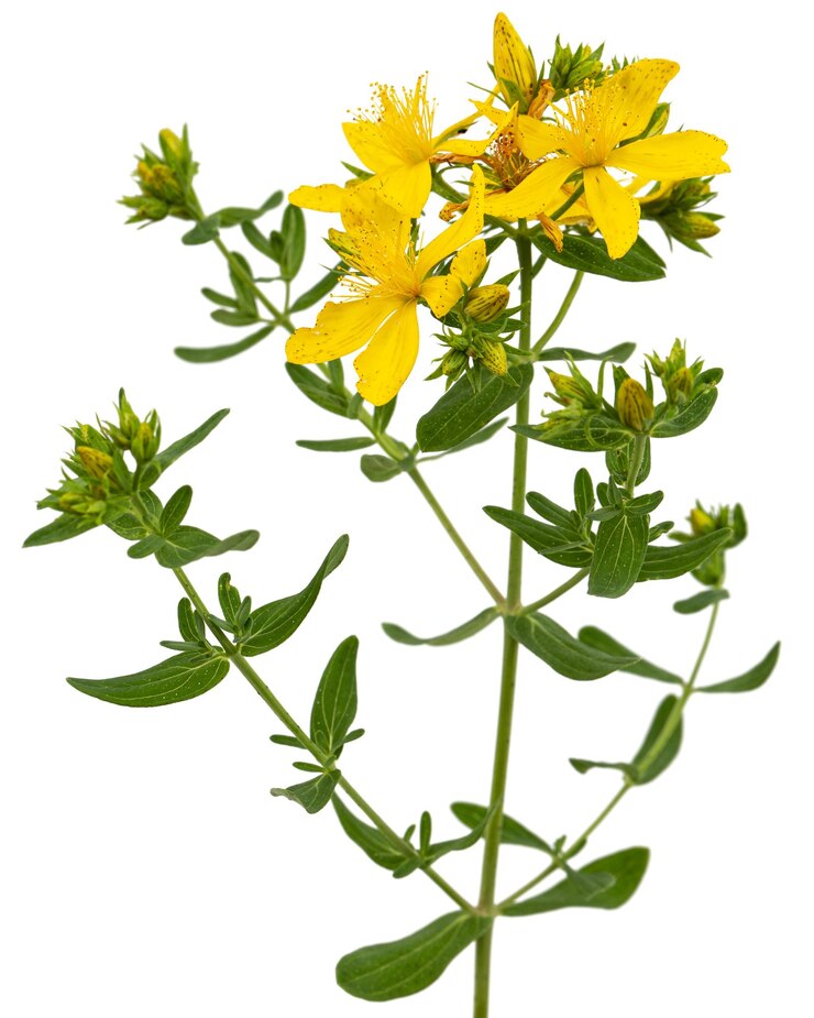 Bloeiwijze van gele bloemen van Hypericum geïsoleerd op een witte achtergrond