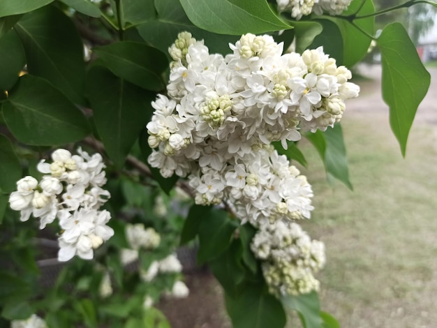 Bloeiwijze van witte lila close-up Lila bloesem lila tak