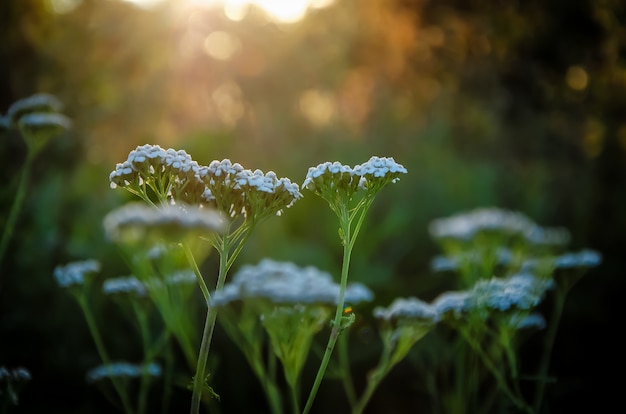 Bloeiwijzen van kleine witte bloemen bij zonsondergang