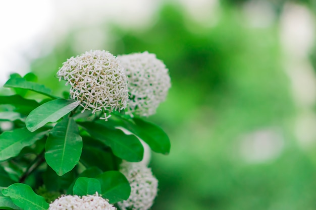 Bloeiwijzen zijn wit en hebben groene bladeren