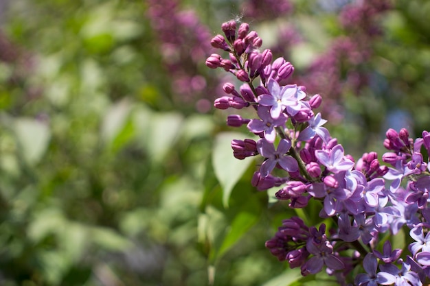 Foto bloem achtergrond lila bloemen in de lentetuin