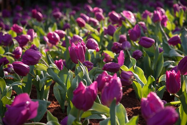 Bloem achtergrond. Mooie tulpenachtergrond.