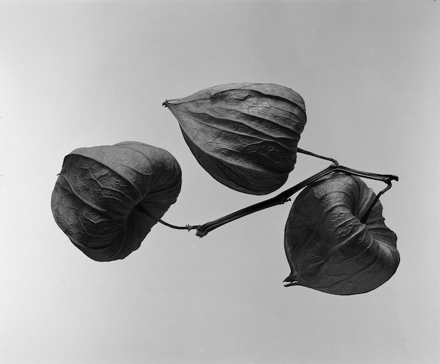 Bloem blad vorm details close view blad over vaste achtergrond zwarte en witte grayscale foto