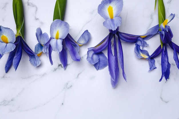 Bloem Blauwe lelies van bovenaf. Germaanse iris.