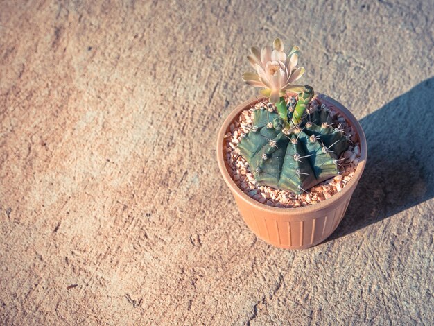 Bloem bloeien van Cactus