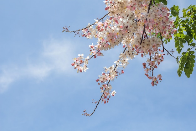 Bloem bloeiende mooie en blauwe hemelachtergrond