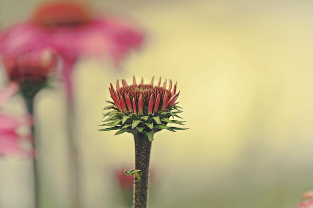 Bloem bloeit in de tuin.