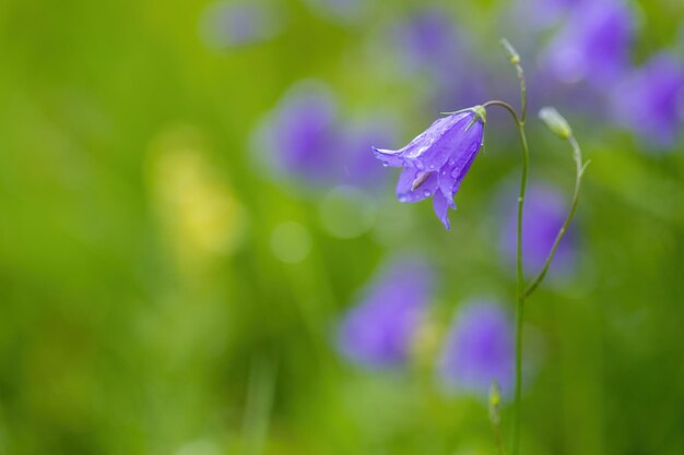 bloem campanula patula wilde bloeiende plant