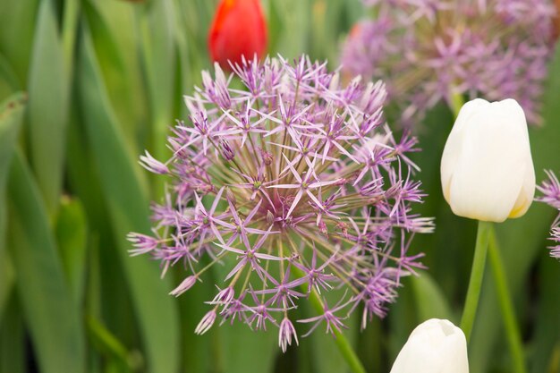 Foto bloem decoratieve boog christophe