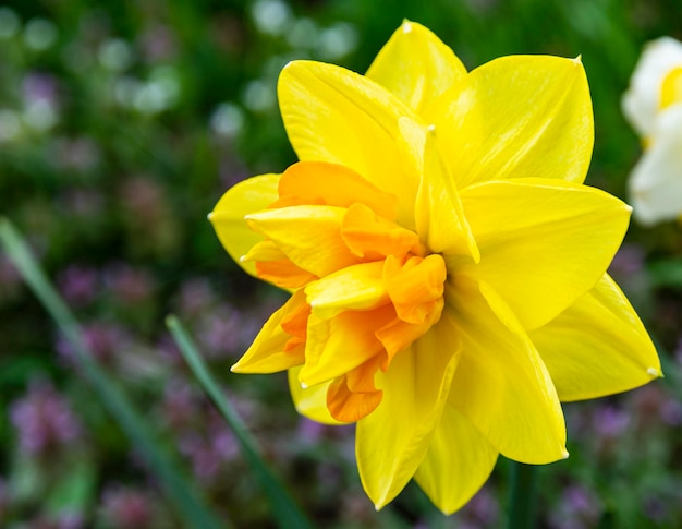 Bloem decoratieve twotone Narcissus Latin Narcissus