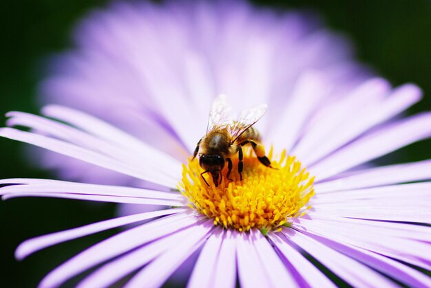 Bloem en bijen