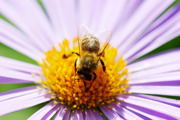 Bloem en bijen