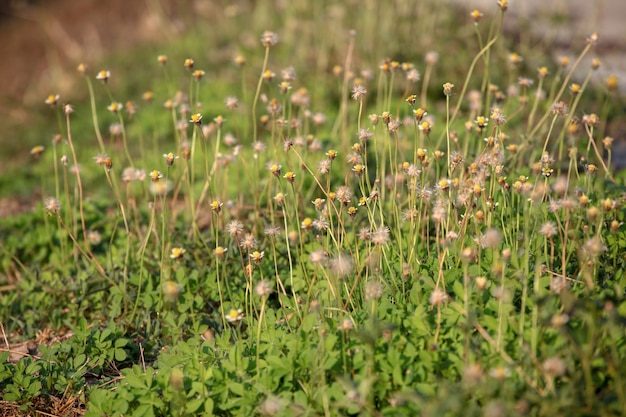 Bloem en gras voor achtergrond