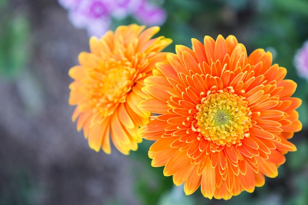 Bloem en groene bladachtergrond in tuin bij de zonnige zomer of de lentedag