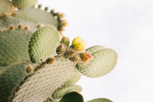 Bloem en knop groeien op cactus