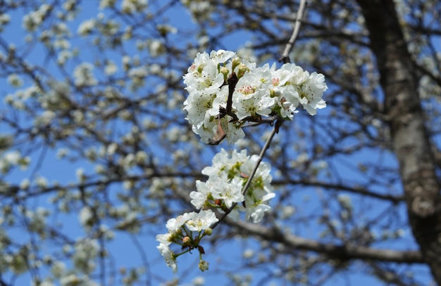 Bloem en lucht