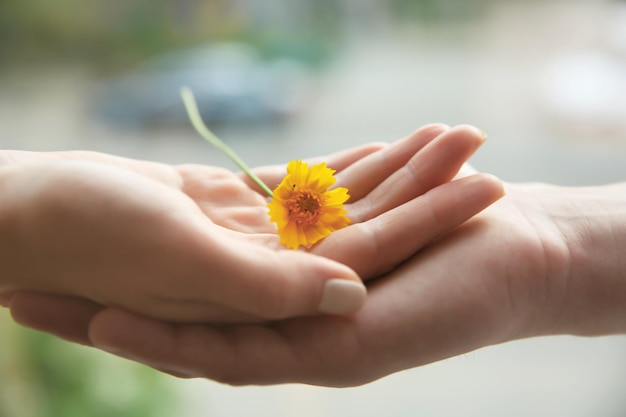 Bloem en menselijke handen op onscherpe achtergrond