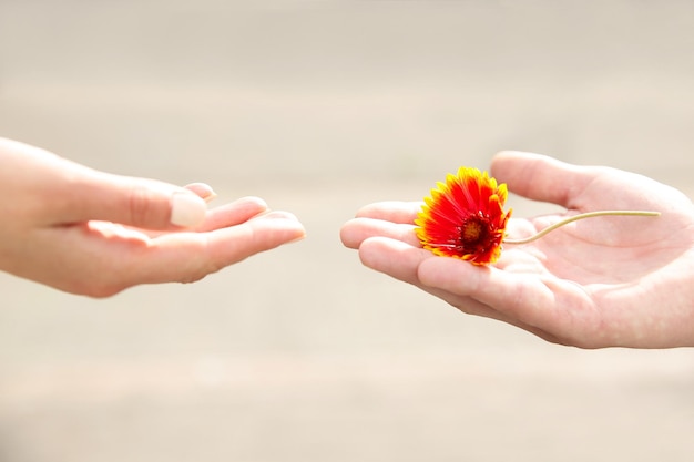 Bloem en menselijke handen op onscherpe achtergrond