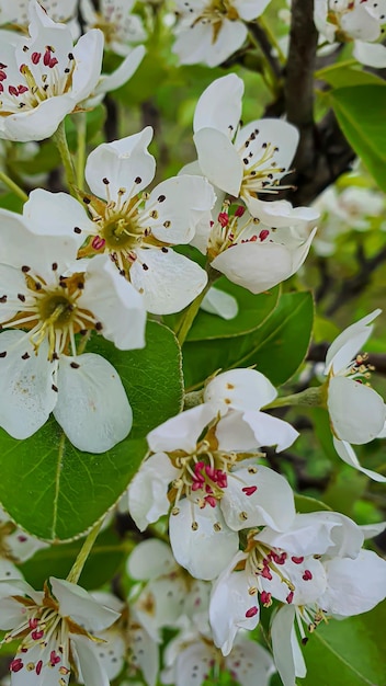 Bloem- en plantzaailingen voor tuin of huis Zaailingen in potten