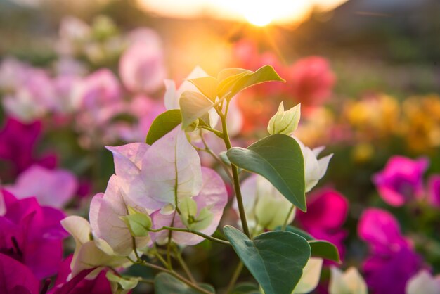 Bloem en zonsondergang