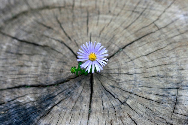 Foto bloem geboren op de stronk