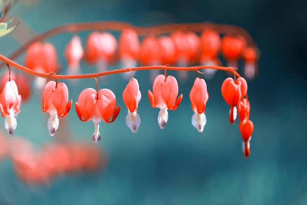 Bloem Gebroken hart hart van Jeanette Bloeiende struik in de tuin The Bleeding Heart Dicentra