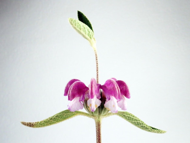 Bloem geïsoleerd op wit. Lente paars roze bloem Phlomis purpurea close-up. Bloem ongebruikelijke vorm