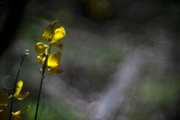 Bloem geïsoleerd op zeepbel bokeh