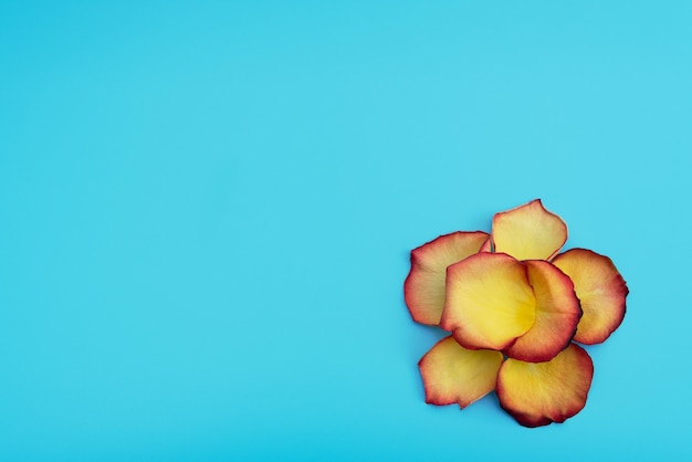Bloem gemaakt van geel-rode bloemblaadjes van roos op blauwe achtergrond