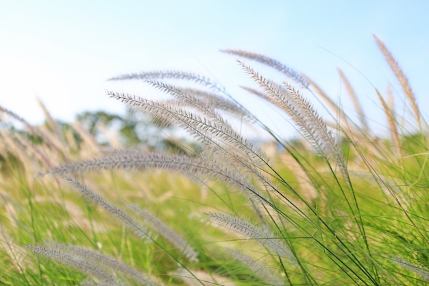 Bloem gras onder wind in winterseizoen op sky